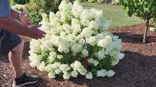 Hydrangea Bobo®  - A Tried & True, Top Notch Garden Performer // Find Out About Cycle Pruning️