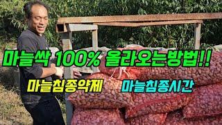 마늘재배 발아율100% 올라오는방법.마늘파종전 침종.소독하는 약제와 시간.식물학의 기본정의.이방법이 제일편합니다~