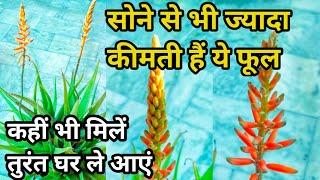 सोने से भी ज्यादा कीमती हैं ये फूल.Aloe Vera Plant.Aloe Vera Flower.Benefits Of Aloevera Flower.