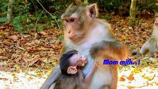 Mom..! Hungry Milk! Please give milk for me! ALBA cry ask Milk for her life | Baby Monkey So Pities