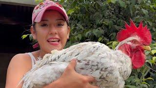 Esto debes saber sobre las gallinas y gallos Criollos ~ Saida ZC ~ 