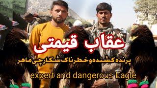 عقاب قیمتی ۴۰،۰۰۰ هزار افغانی | پرنده کشنده و خطرناک Trapping wild Eagle