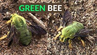 Stunning Large GREEN BEE Found in Australia