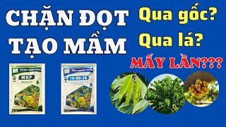 Chặn đọt tạo mầm mấy lần thì cây sẽ ra hoa? | Các bước cần thực hiện trong chặn đọt tạo mầm