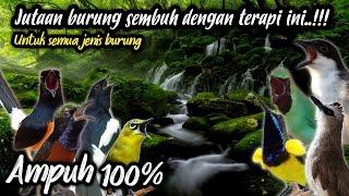 Terapi burung macet bunyi 100% Ampuh || Hitungan detik langsung bunyi‼️