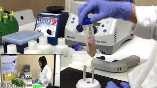 Midi & Maxi Plasmid DNA Isolation in 18 Mins with ZymoPURE™