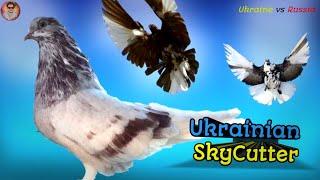 ইউক্রেনিয়ান স্কাই-কাটার | Ukrainian SkyCutter Pigeons | Ukraine | Ukraine vs Russian