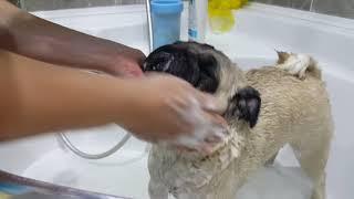 PUG KOPEK: BIZ BANYO YAPIYORUZ