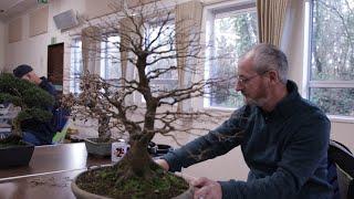 UK Bonsai Association Workshop With Peter Warren