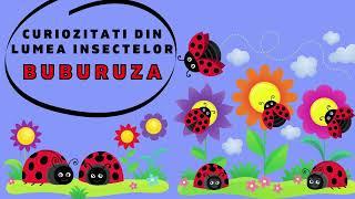 Curiozitati despre Insecte - Buburuza