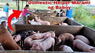 Domestic Helper Nag Invest sa Baboy kaya Mabilis Umasenso