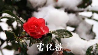 雪化粧　テレサ・テン