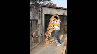 Big Bengal Tiger Want to Hug Me | Nouman Hassan | #tiger #lion