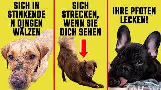 Warum macht dein Hund das? 10 SELTSAME VERHALTENSWEISEN ERKLÄRT!