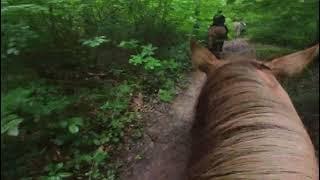 Galop à cheval en forêt randonnée pluie POV GoPro