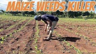 Use a herbicide to kill all weeds in your maize farm. This my clean farm