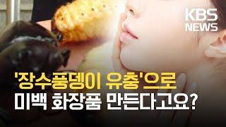 농기원, 장수풍뎅이 유충 ‘미백 화장품’ 특허 / KBS 2021.06.01.