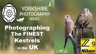 Yorkshire Photography Hides - The Finest Kestrels in the UK