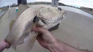 Jewfish caught in port Macquarie on lures