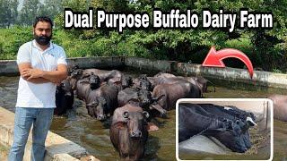 Dual Purpose Buffalo Dairy Farm || Sahi Farm || Karnal Haryana