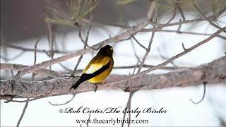 EVENING GROSBEAK, Coccothraustes vespertinus  males, females, groups, at feeders