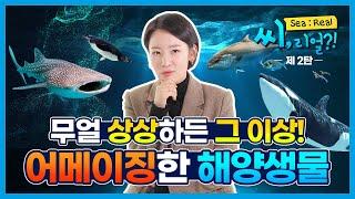 [Sea,Real?! 2편] 광활한 바닷속 다양한 해양생물, 어디까지 알고 있니?