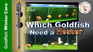 The TRUTH about Heating Your Goldfish Tank, Revealed!