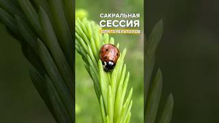 Как распознать отклик генератору сакральная сессия, подробнее в описании #дизайнчеловека