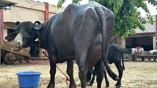 Super Quality ki Murrah Buffalo with 24 litre milk. Mobile-9528000007