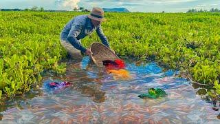 Catching Betta Fish And Wild Betta Fish At The Countryside, Unbelievable Catching (Episode 46)