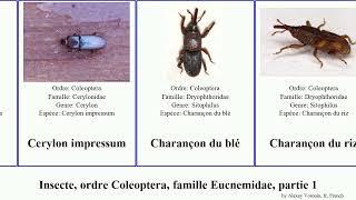 Insecte, ordre Coleoptera, famille Eucnemidae, partie 1 cyphon attagenus des roses rouge impressum