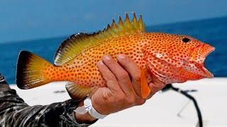 Giant Strawberry Groupers, Triggerfish, Yellowjacks and More