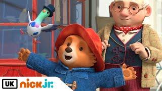 The Adventures of Paddington | Finding Pigeonton a New Home!  | Nick Jr. UK