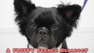 A fluffy Frenchie?