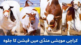 Karachi maveshi Mandi || cattle farm cow || fashion show