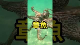 五種，心臟最多的動物  #科普 #知識 #動物