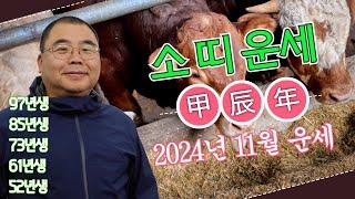 2024년 11월 소띠 주변 뒷치닥거리에 연대 책임에... ㅣ갑진년 소띠운세 97년생 85년생 73년생 61년생 49년생