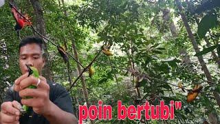 berpetualang kedalam hutan mikat burung dan nangkap ikan poin bertubi tubi