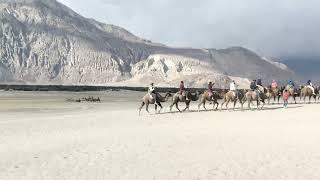 nubra velley #ladakh #himachal #desert #india