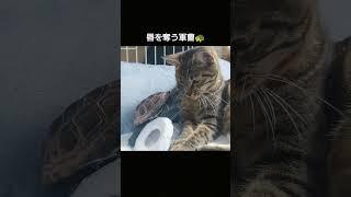 猫に恋するクサガメ軍曹【 #猫と亀 】