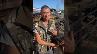 Ты тв@рь!  #vlog #деревня #nature #village #козы #животные #shorts #short #shortvideo #subscribe