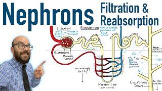 Nephrons - Filtration and Reabsorption Basics
