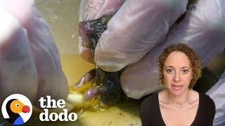 This Is Why No One Should Use Sticky Glue Traps | The Dodo