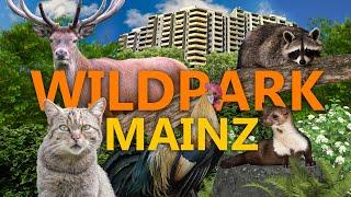 Gonsenheimer Wildpark (Mainz) | Zoo-Eindruck