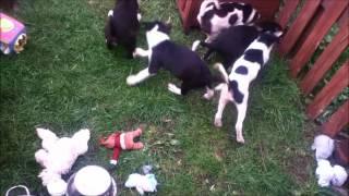 Ainmhithe New Puppies