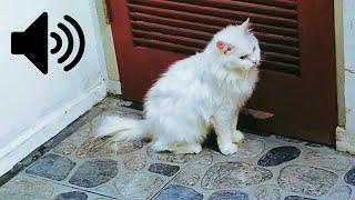 FEMALE CAT IN HEAT MEOWING TO MALE  - PRANK YOUR PETS