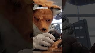 Staff at a Virginia wildlife center dress up as fox to care for an orphaned kit | NBC 7 San Diego