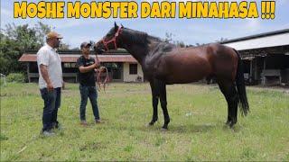 GREBEK MARKAS ALL STAR STABLE KAWANGKOAN SULAWESI UTARA!!