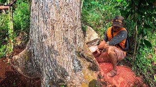 So pretty ️cut red mahogany trees on the mountains