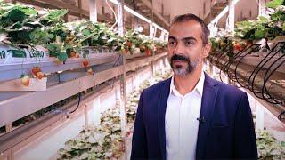 FlexFarming | Growing British Strawberries with Vertical Farming